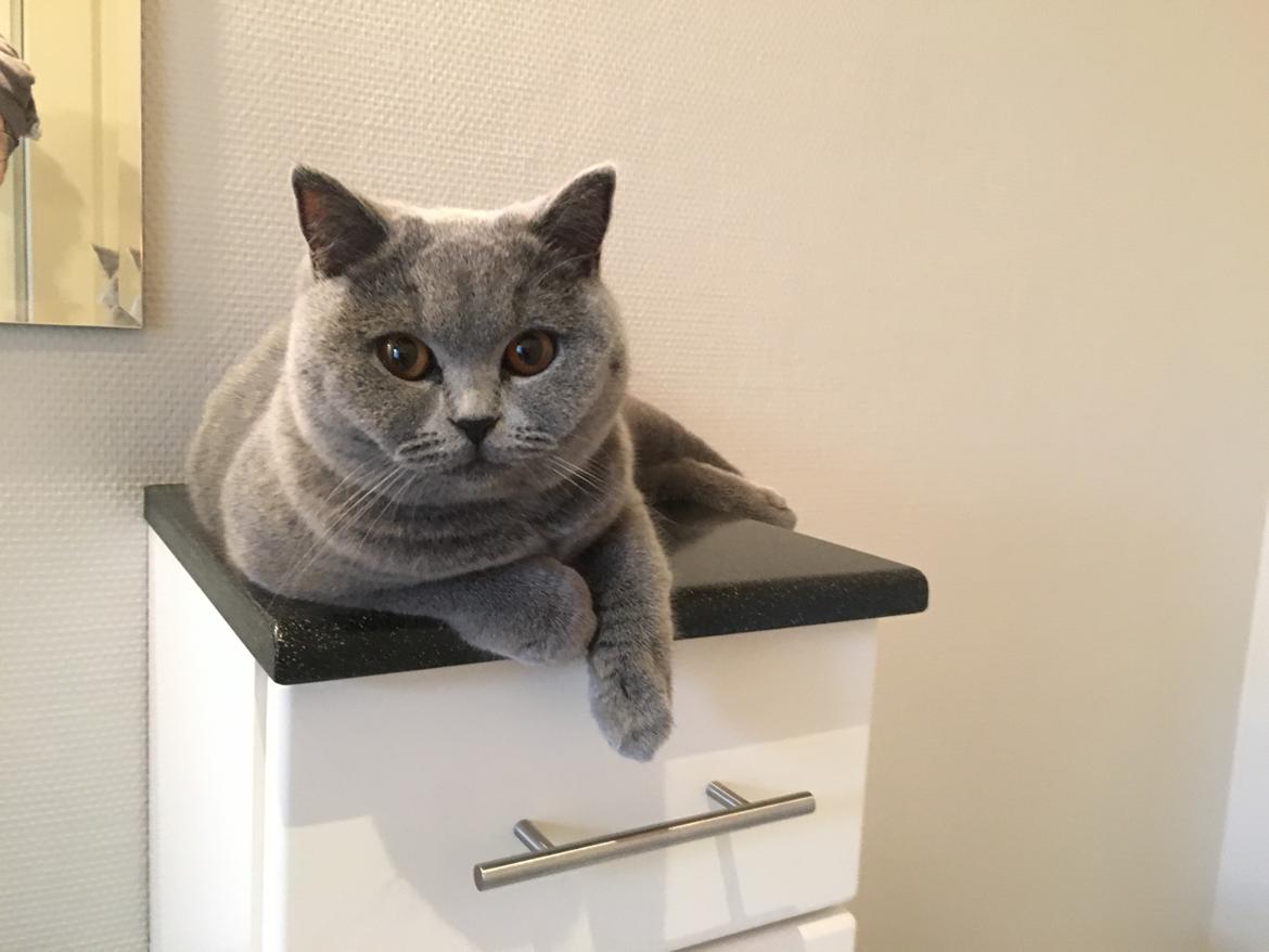 British Shorthair Tinka - 8 mdr billede 39