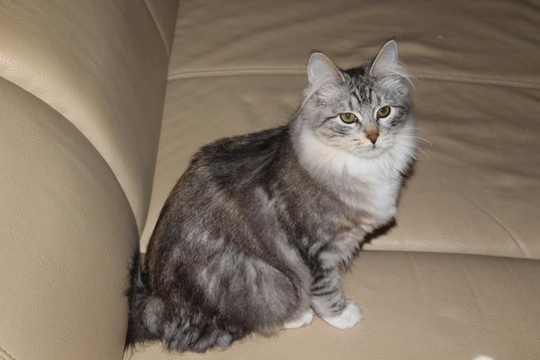 Kurilean Bobtail DK JeaTri´s Andersine billede 4