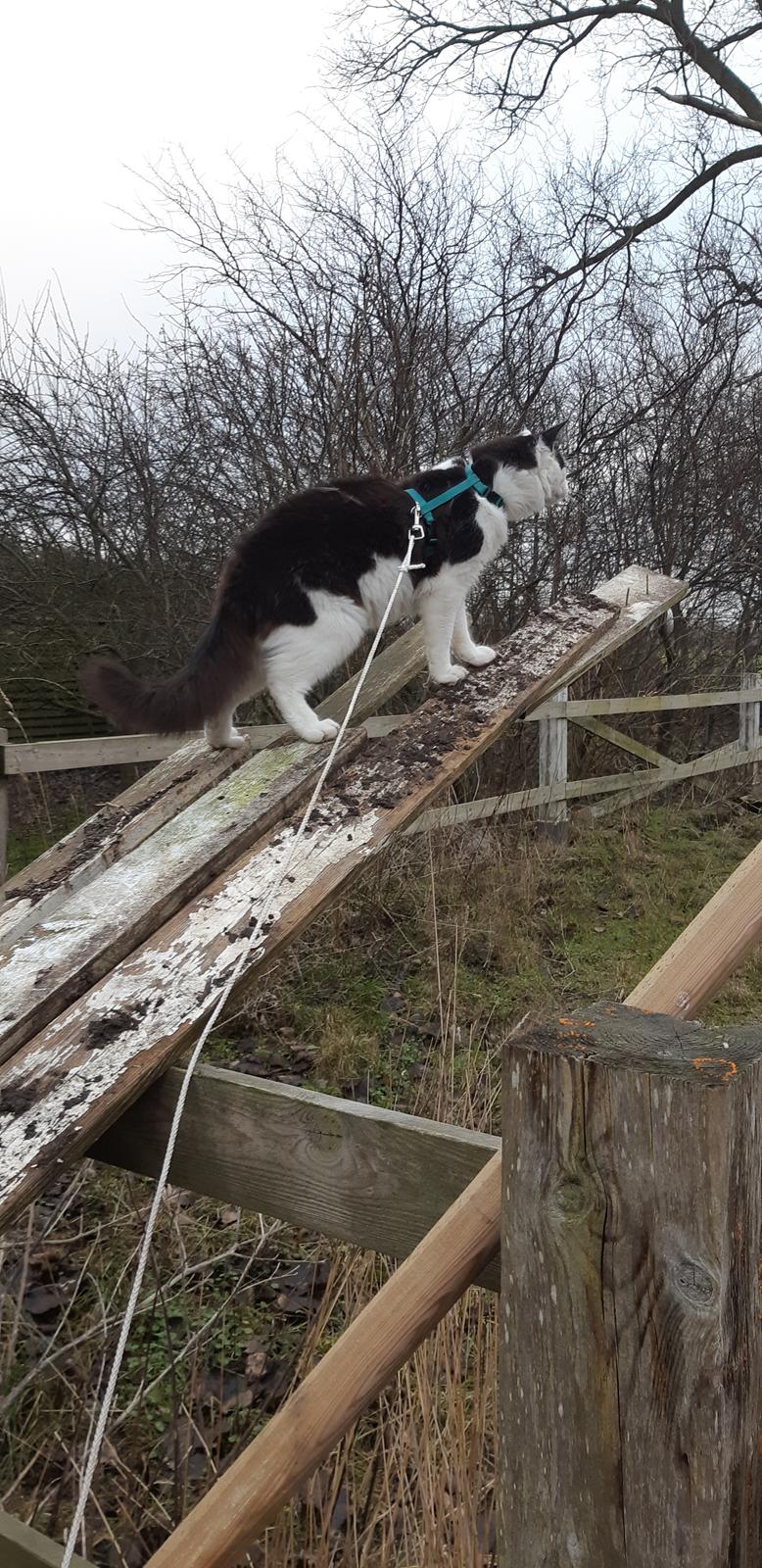 Maine Coon Konrad billede 2