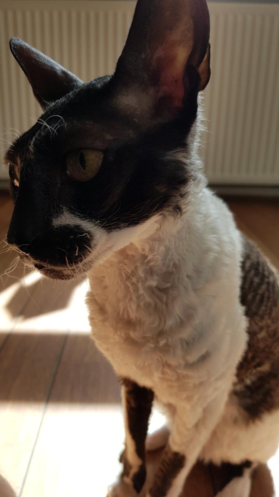 Cornish Rex Krølle Bølle billede 3