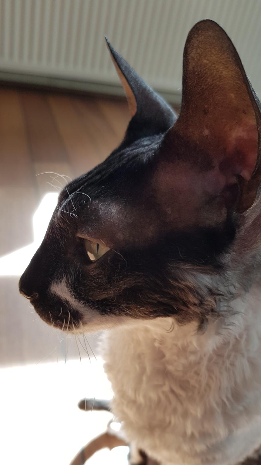 Cornish Rex Krølle Bølle billede 5