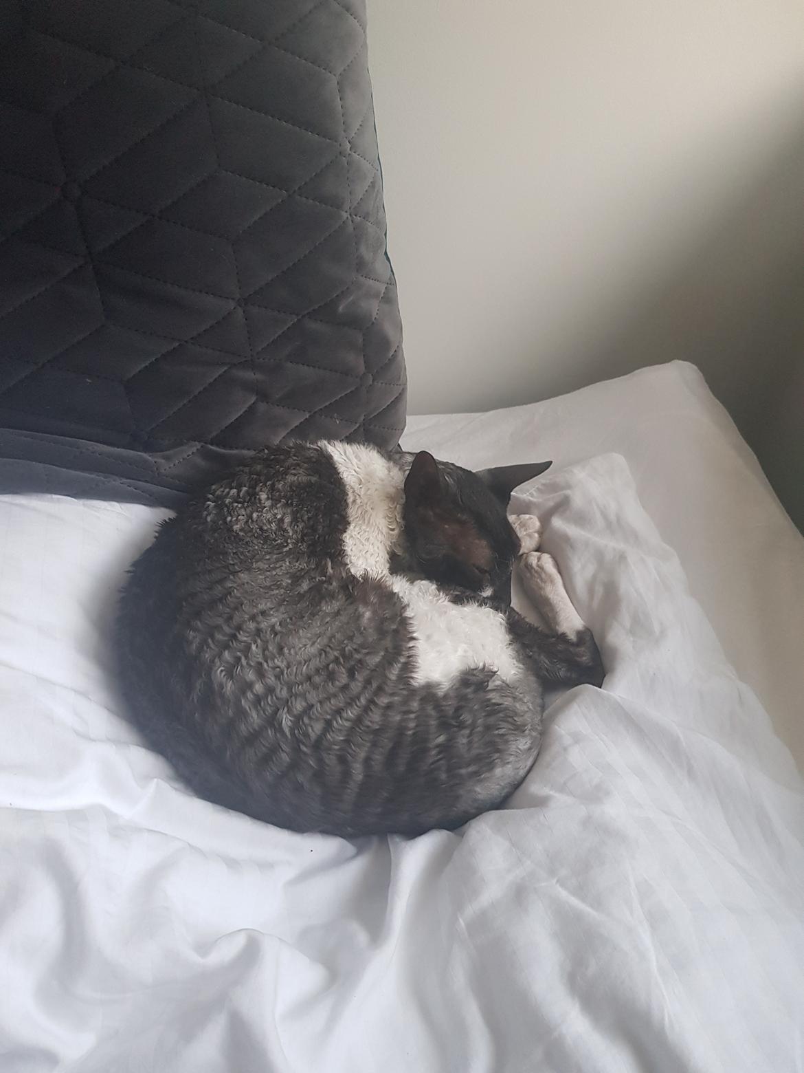 Cornish Rex Krølle Bølle billede 7