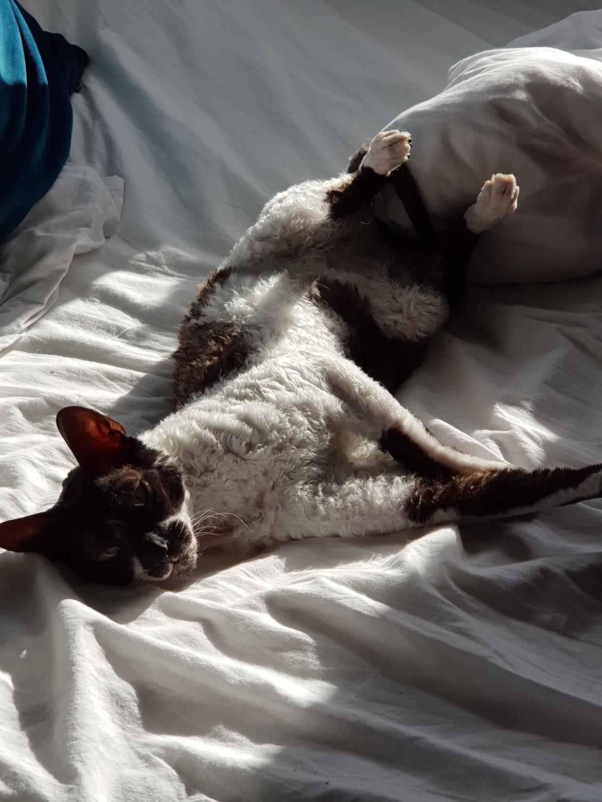 Cornish Rex Krølle Bølle billede 8