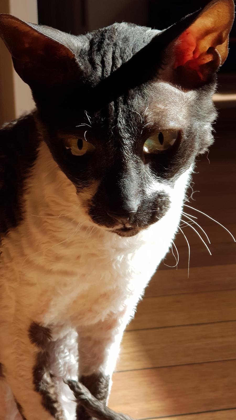 Cornish Rex Krølle Bølle billede 2