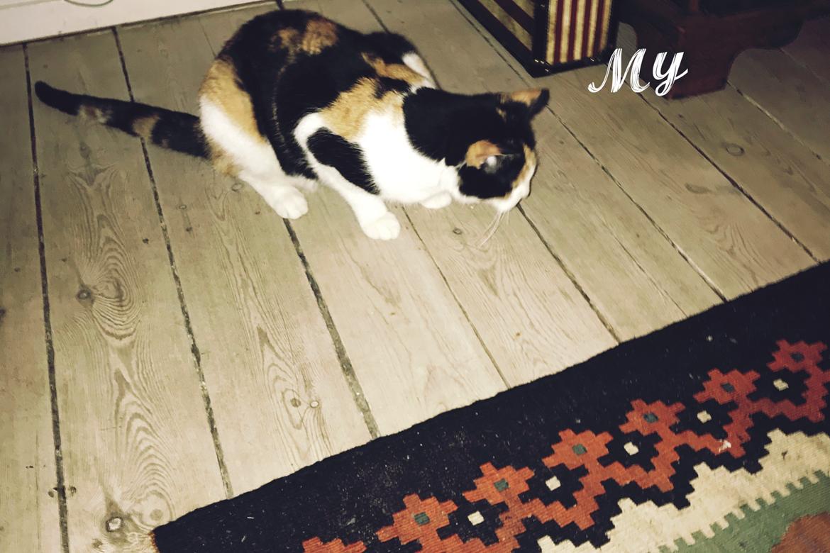 Huskat My tidliger kat  billede 5