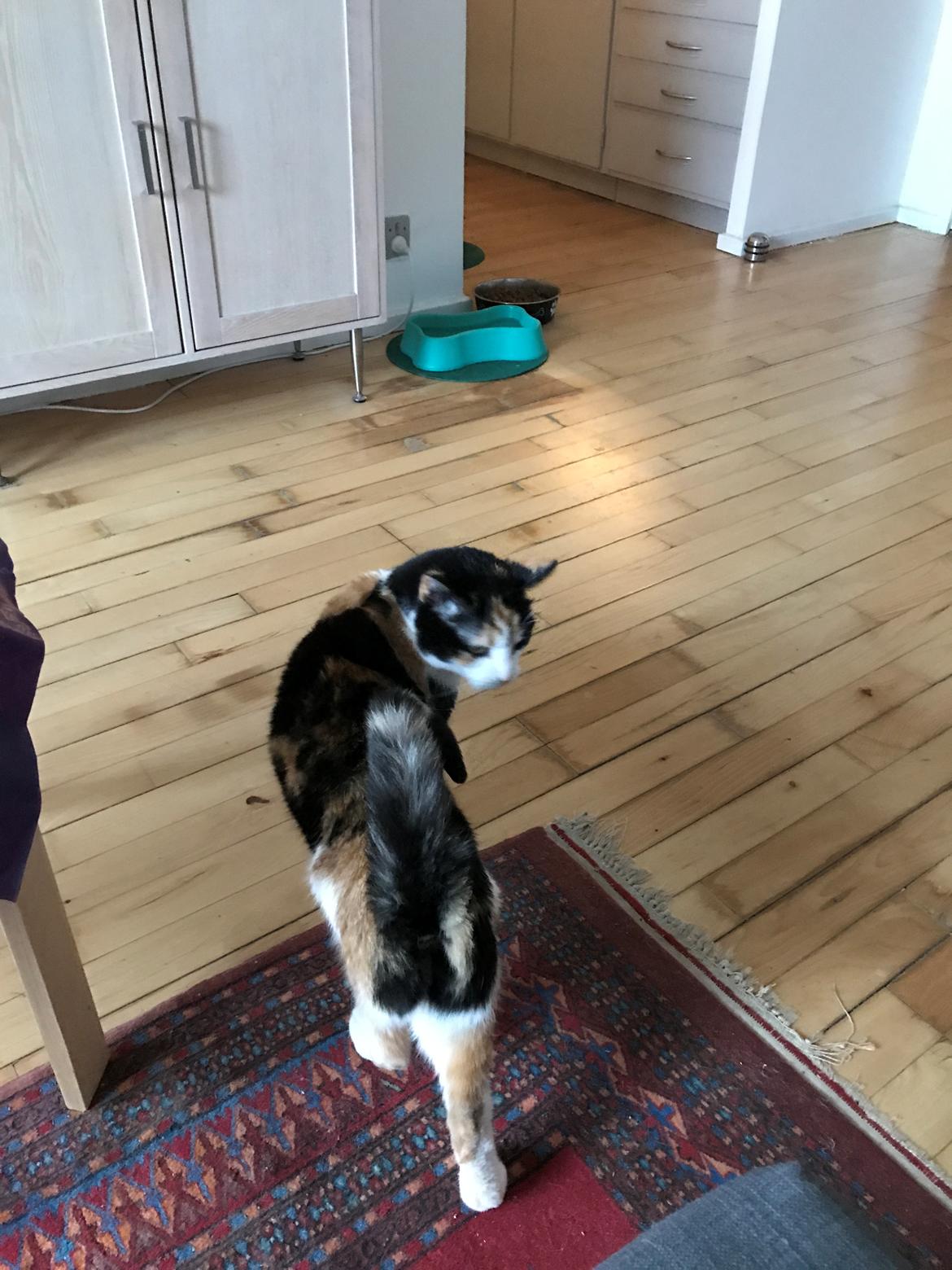 Huskat My tidliger kat  billede 8