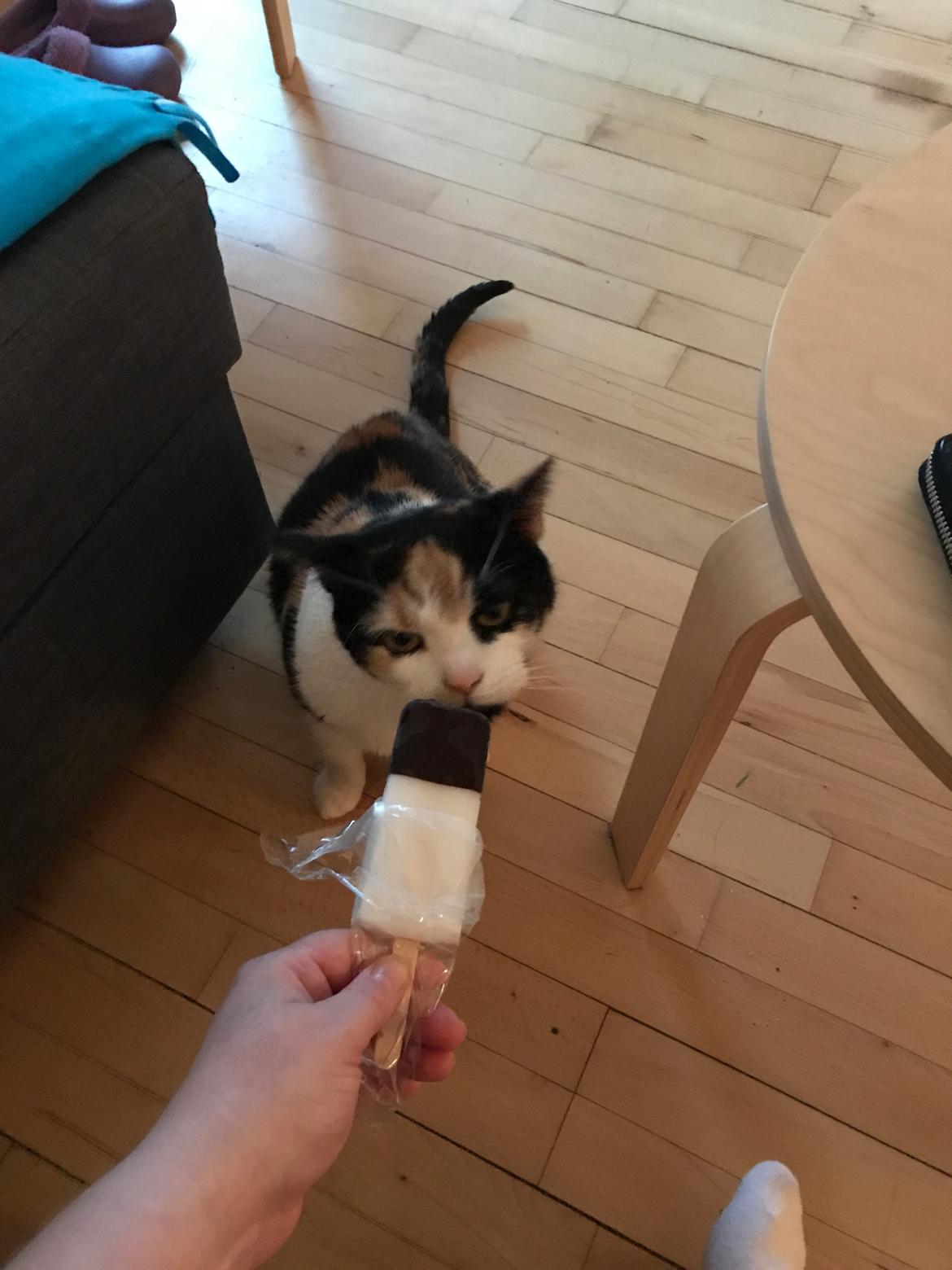 Huskat My tidliger kat  billede 10