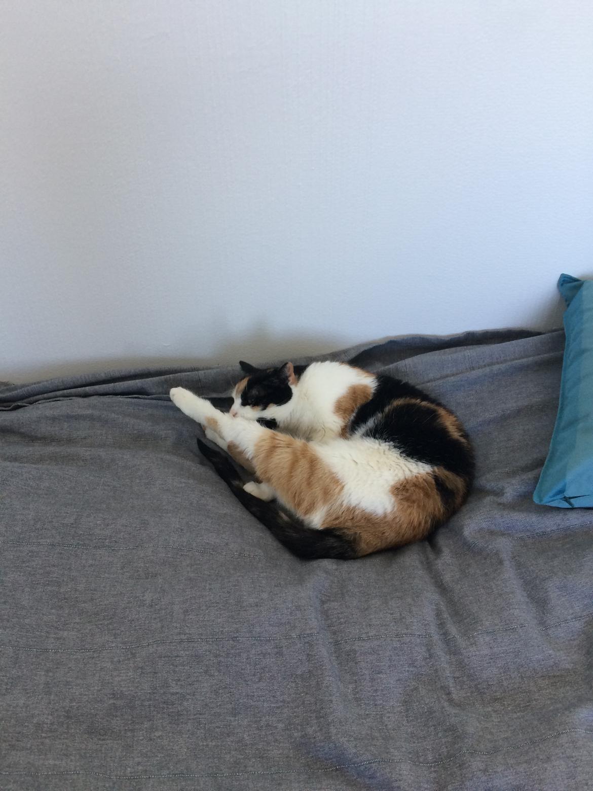 Huskat My tidliger kat  billede 7