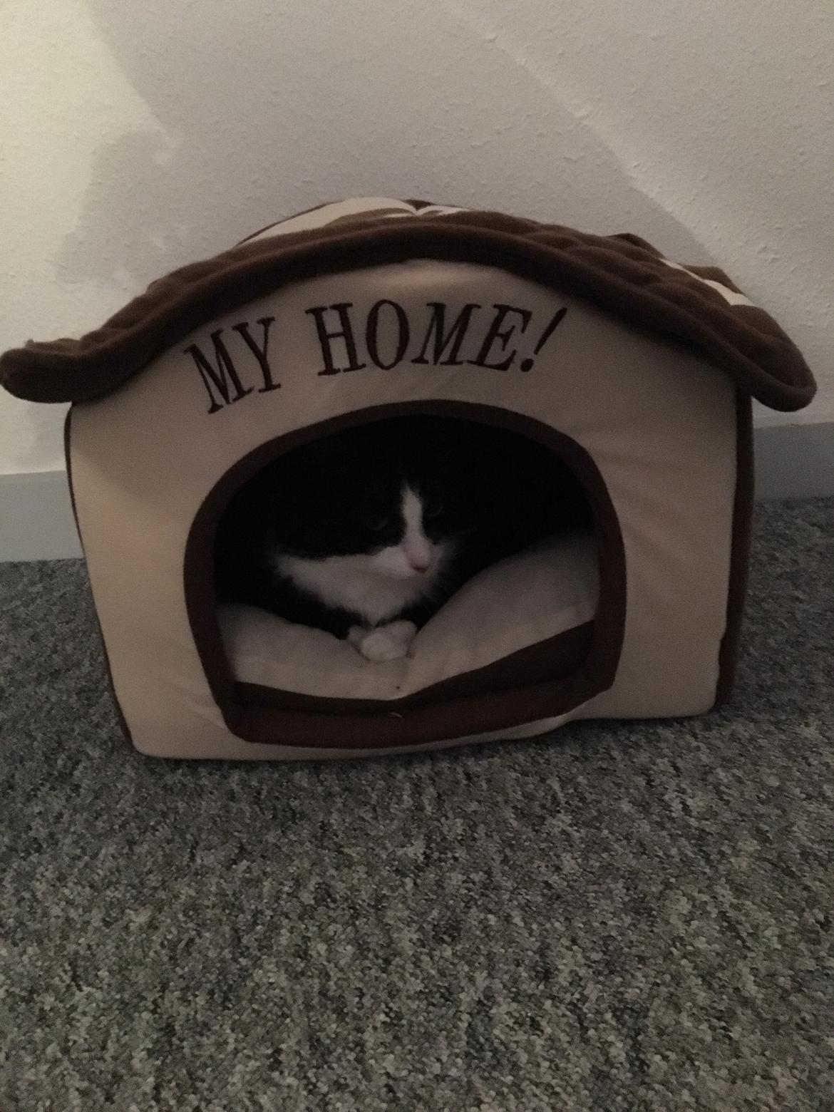 Blanding af racer Pjuske  billede 4