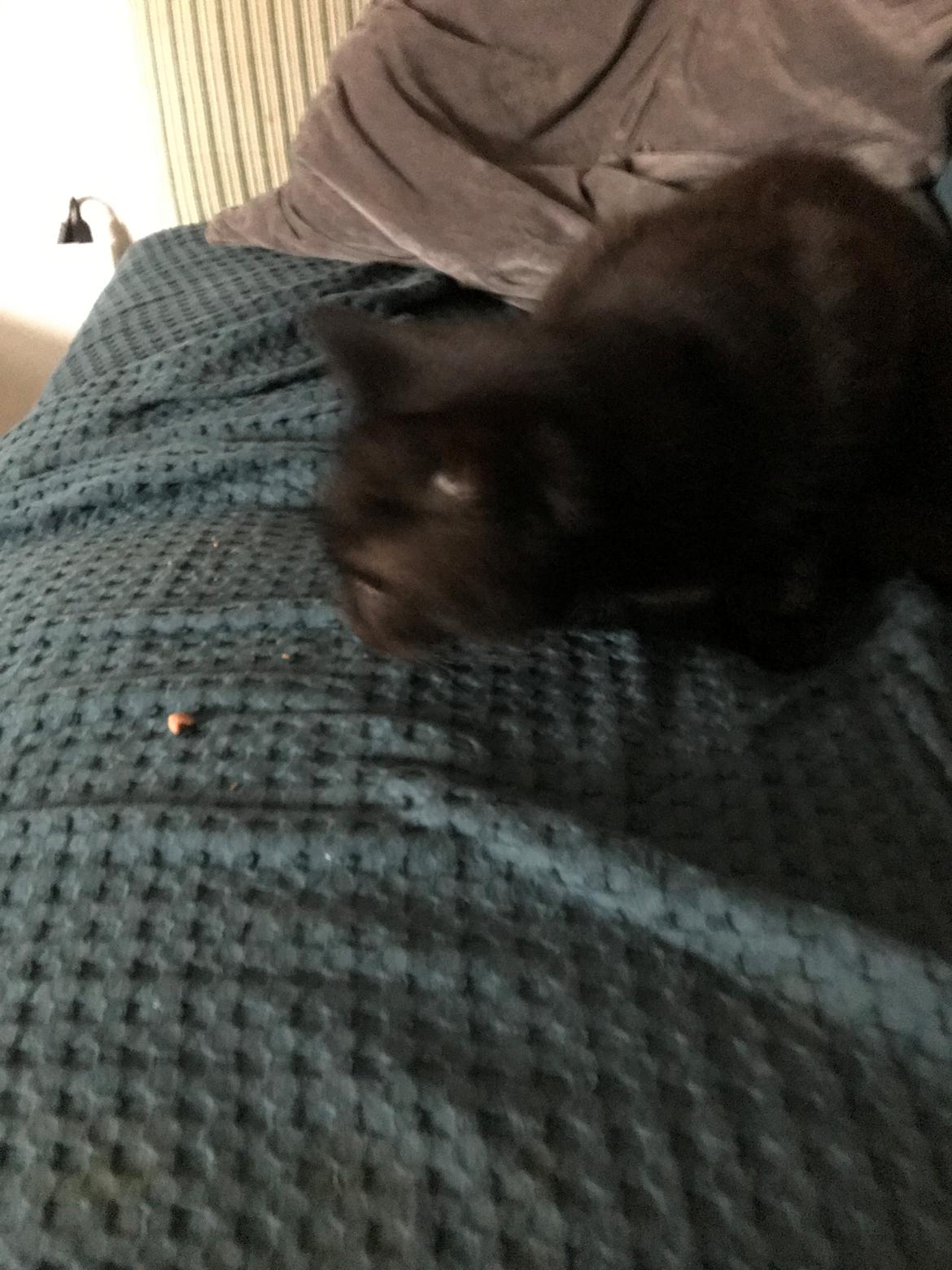 Huskat  Panter?? Ludvig - nu hygger lukas med guffer billede 3