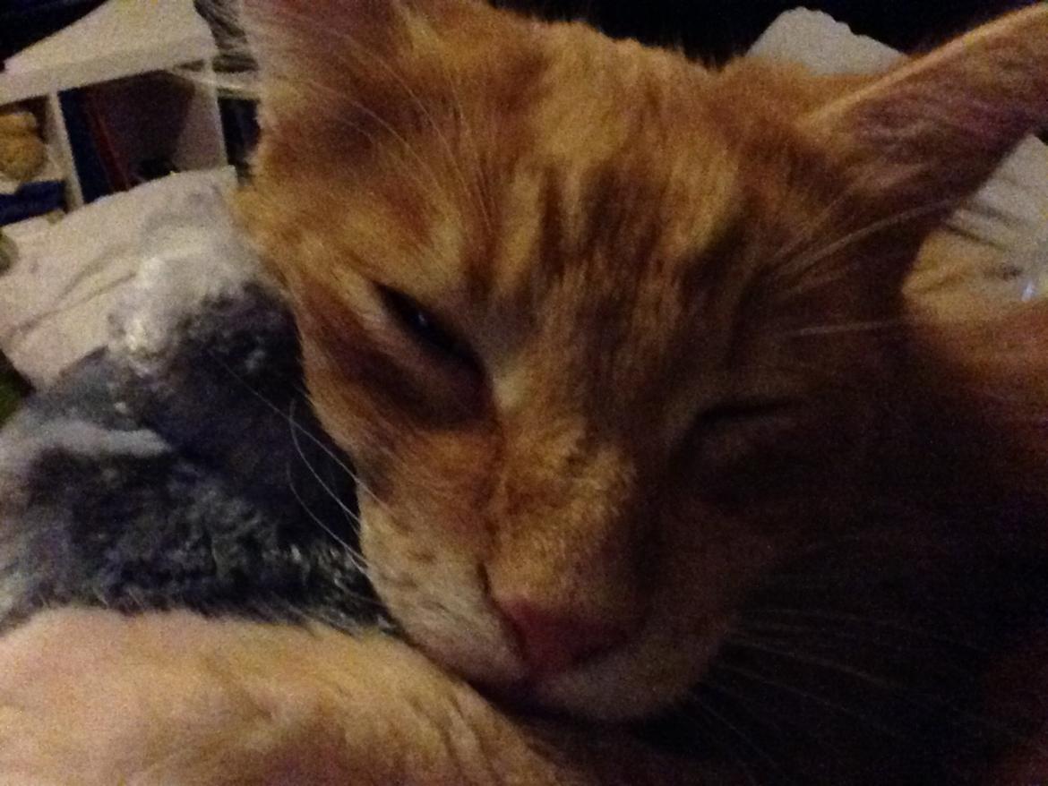 Maine Coon Leo  billede 7