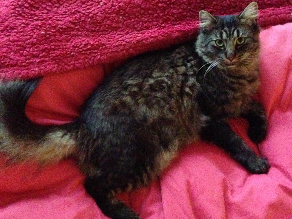 Huskat Mojo billede 3