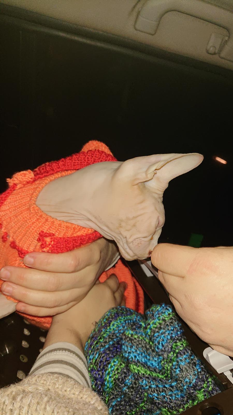 Sphynx Farao Psamtik Sami Von der Vraltemås  billede 1