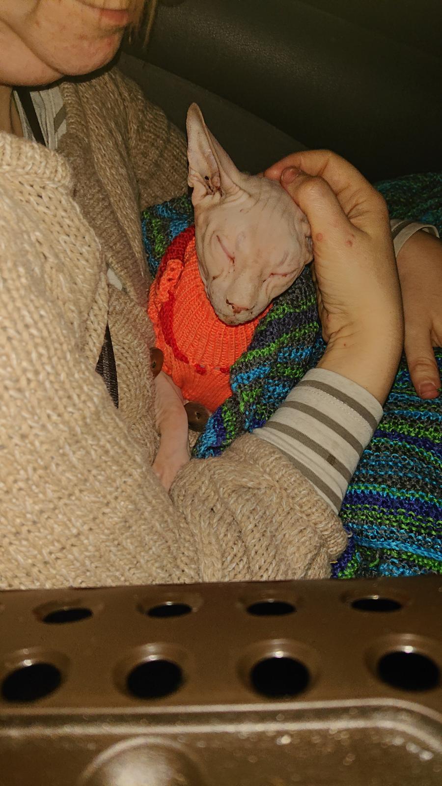 Sphynx Farao Psamtik Sami Von der Vraltemås  billede 2