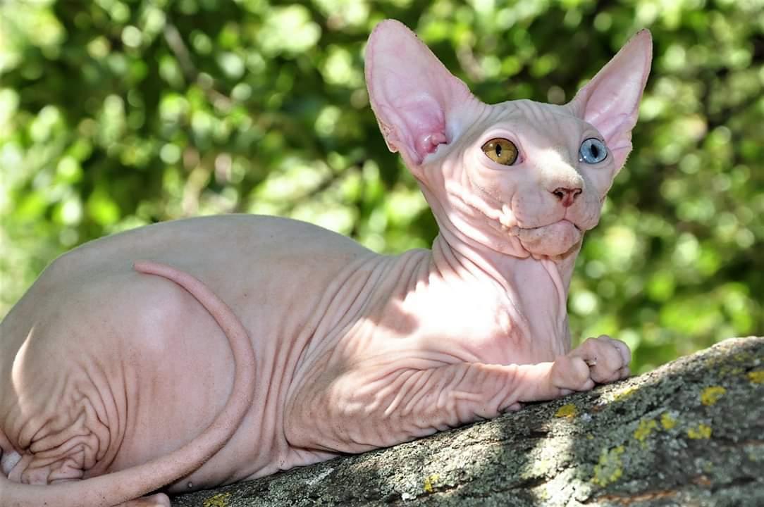 Sphynx Farao Psamtik Sami Von der Vraltemås  billede 3
