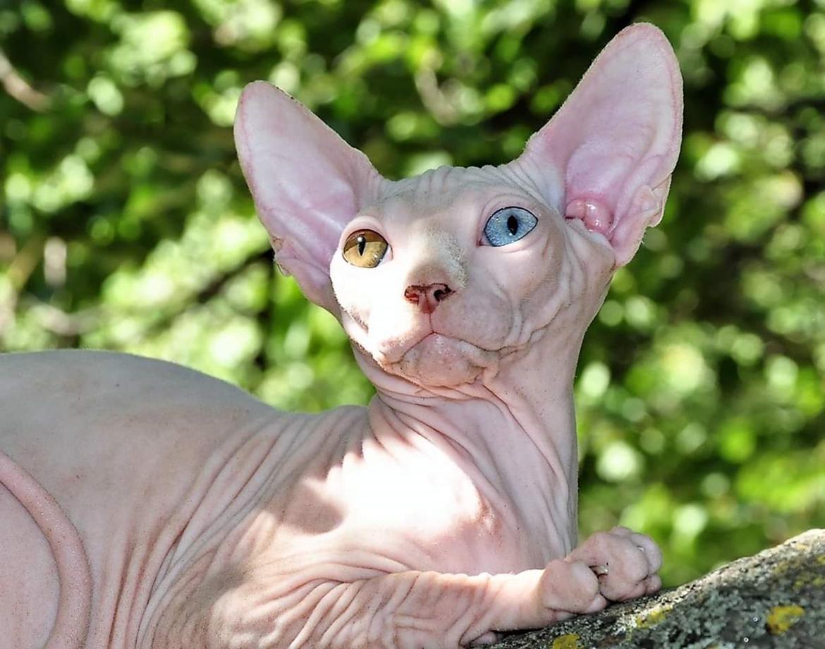 Sphynx Farao Psamtik Sami Von der Vraltemås  billede 4