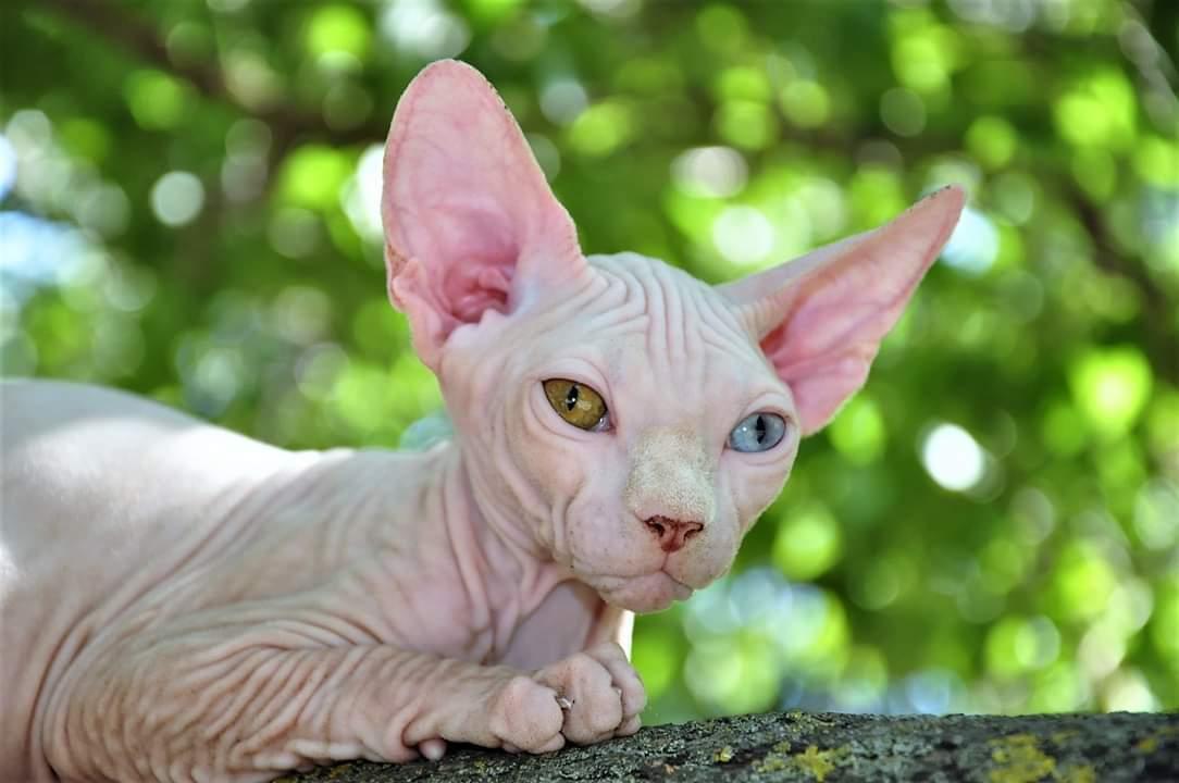 Sphynx Farao Psamtik Sami Von der Vraltemås  billede 5