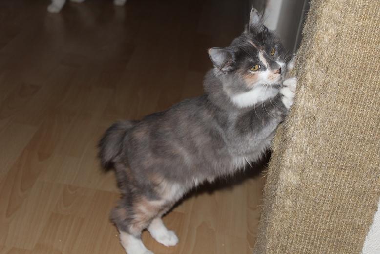 Kurilean Bobtail Naomi iz Doma Solntsa RU billede 11