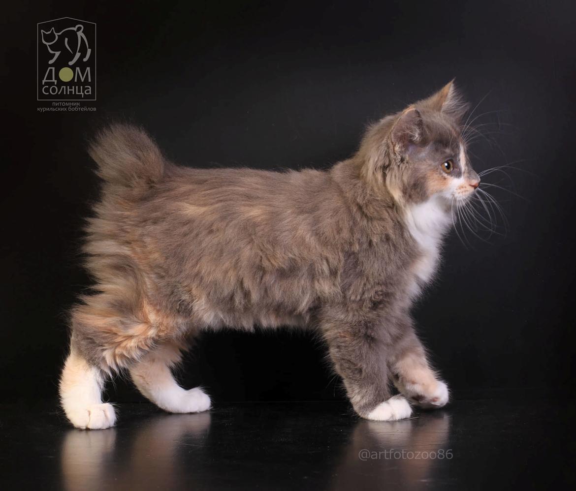 Kurilean Bobtail Naomi iz Doma Solntsa RU billede 19