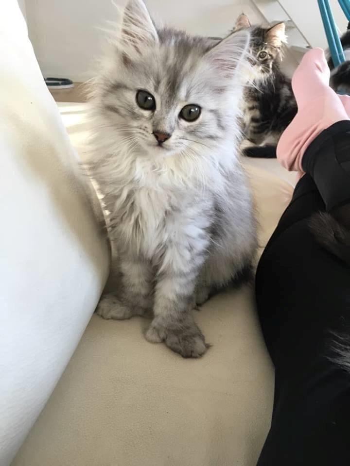 Blanding af racer MY billede 3