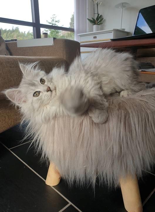 Blanding af racer MY billede 1