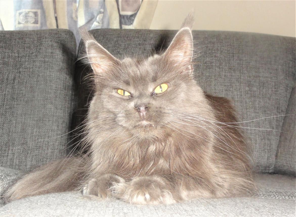 Maine Coon Blackangel's Cleffa billede 1