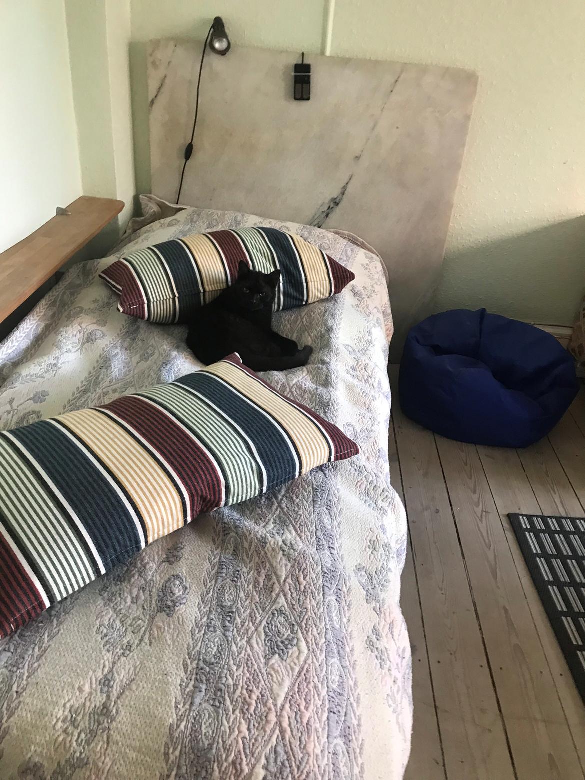 Huskat  Panter?? Ludvig billede 4