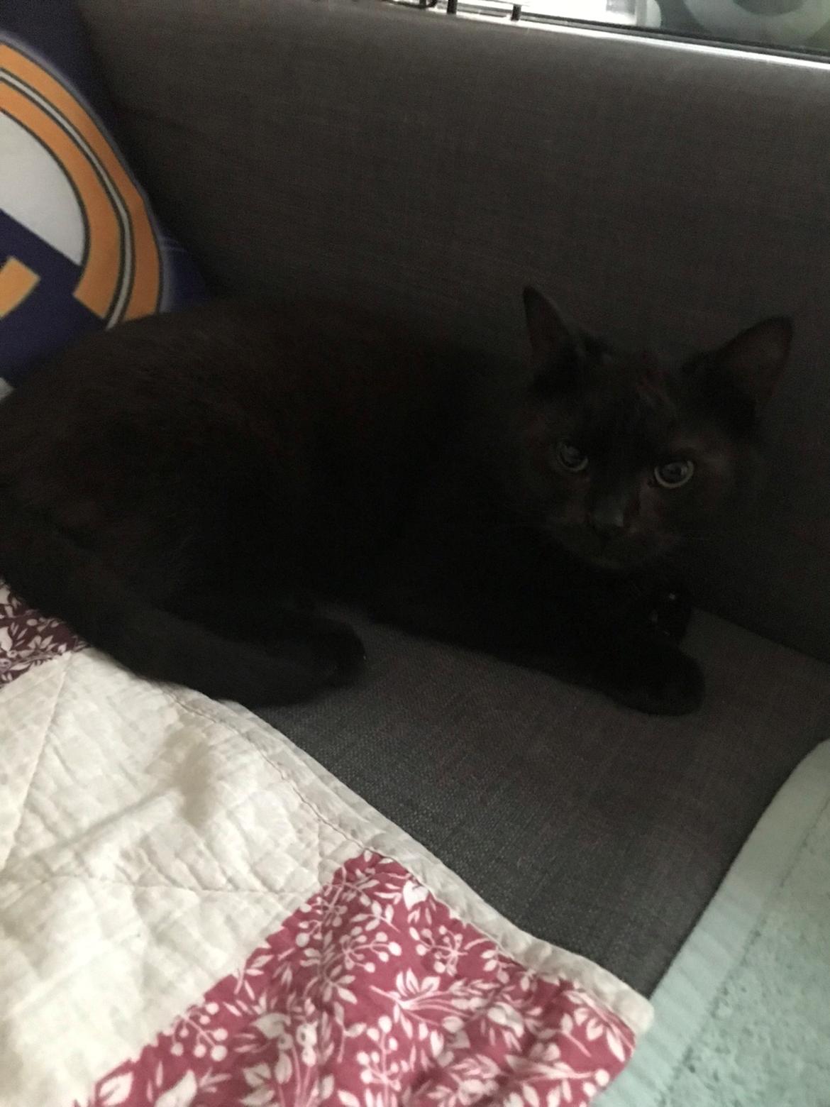 Huskat  Panter?? Ludvig billede 9