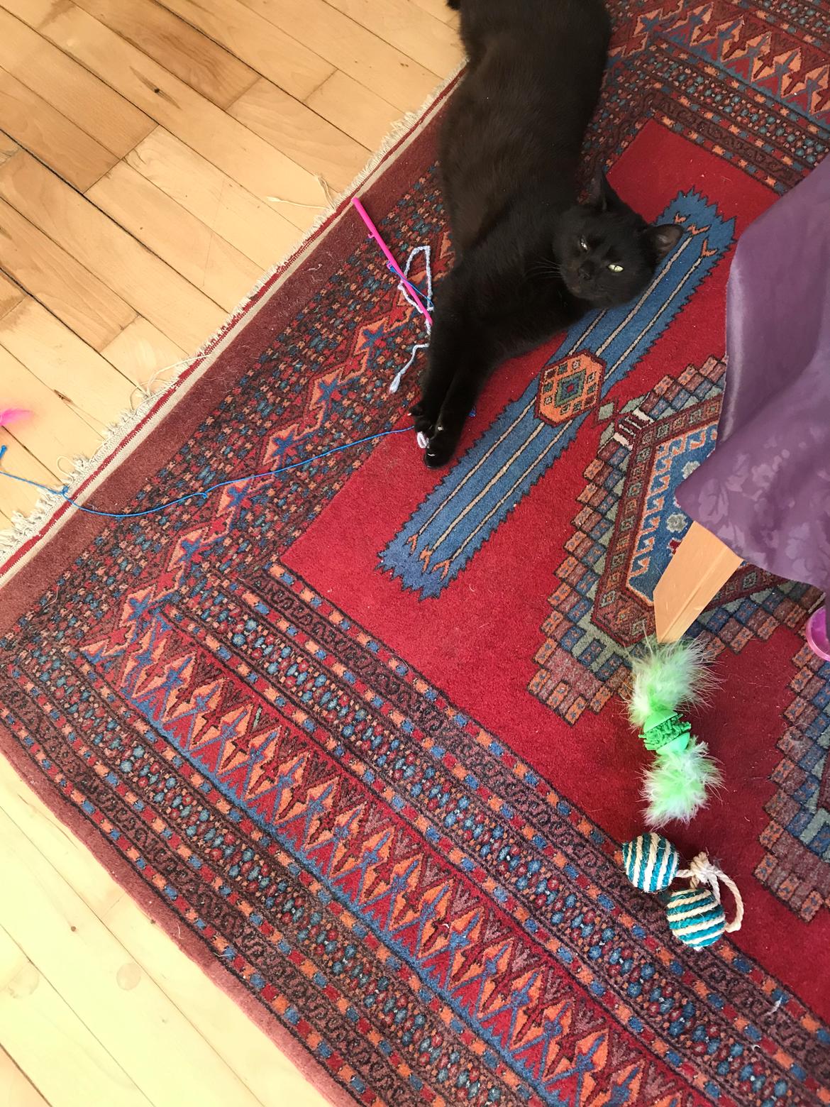 Huskat  Panter?? Ludvig billede 11