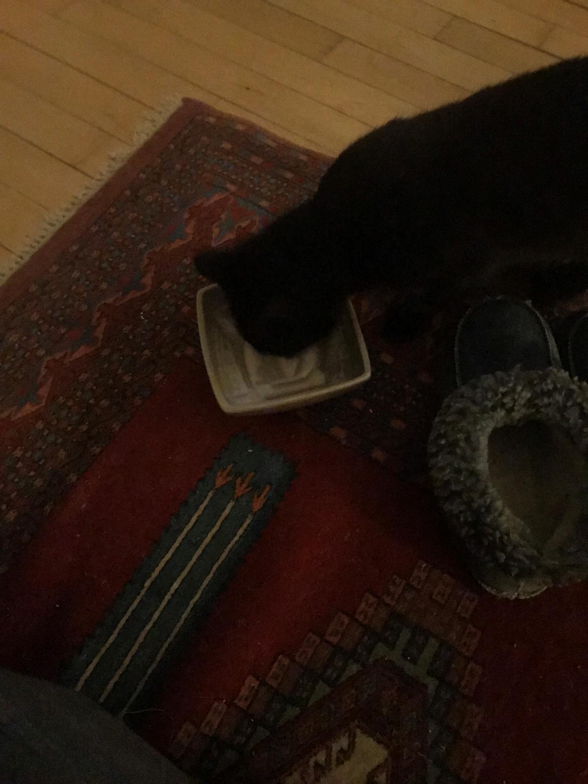 Huskat  Panter?? Ludvig billede 14