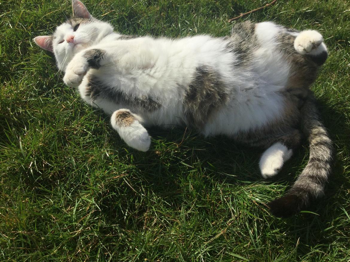 Huskat Hvidmis billede 11