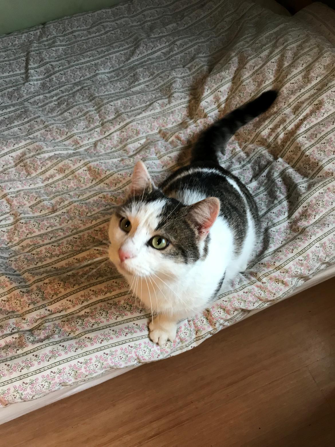 Huskat Hvidmis billede 15