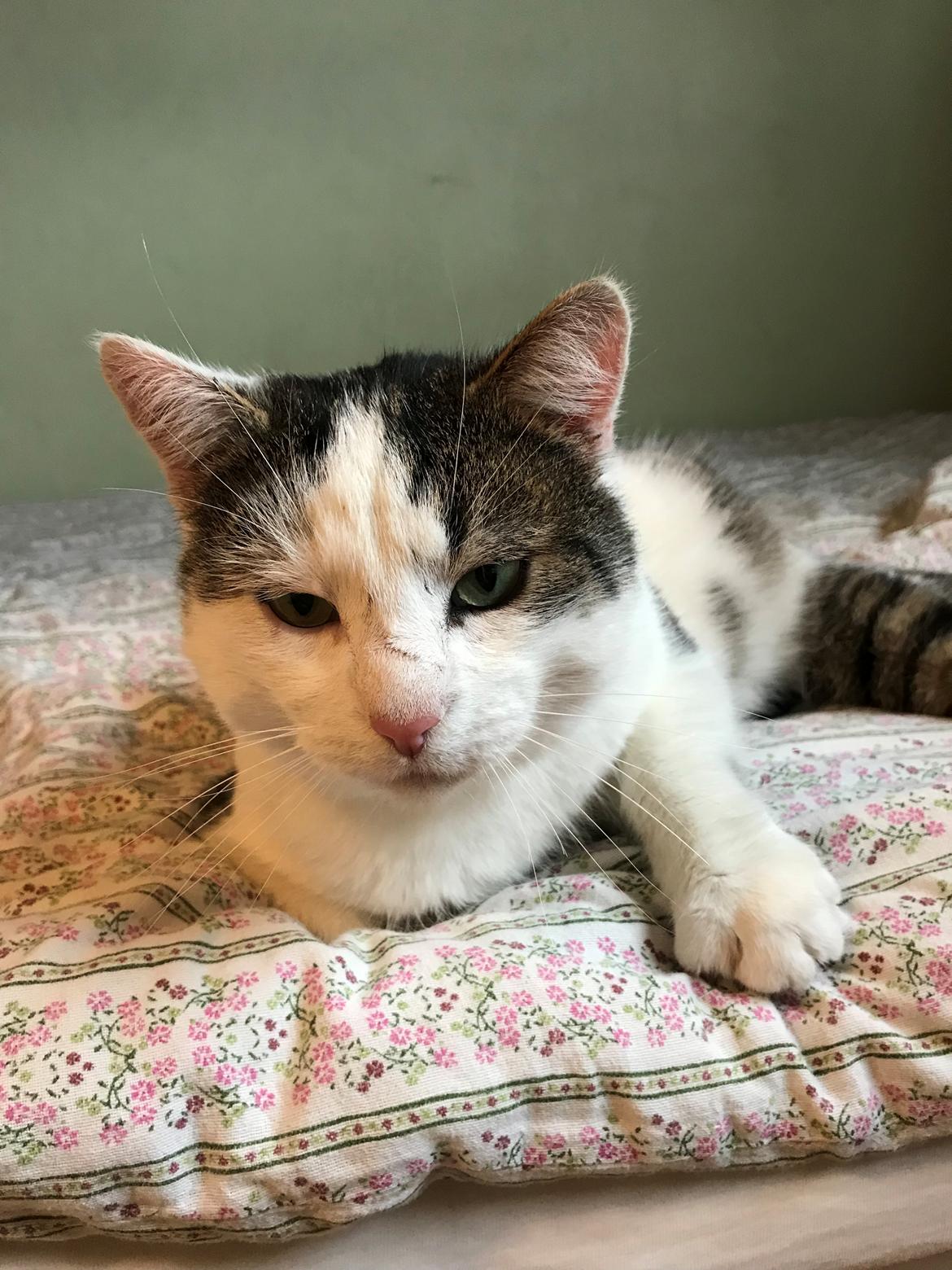 Huskat Hvidmis billede 16