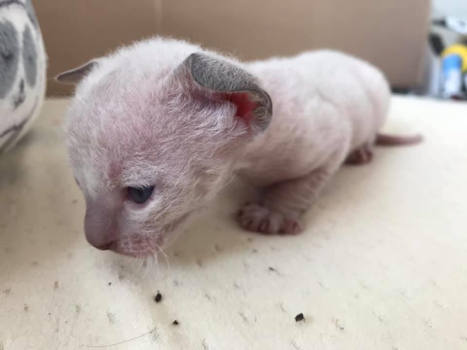 Cornish Rex DK*Pixiepaws Monty Green billede 8