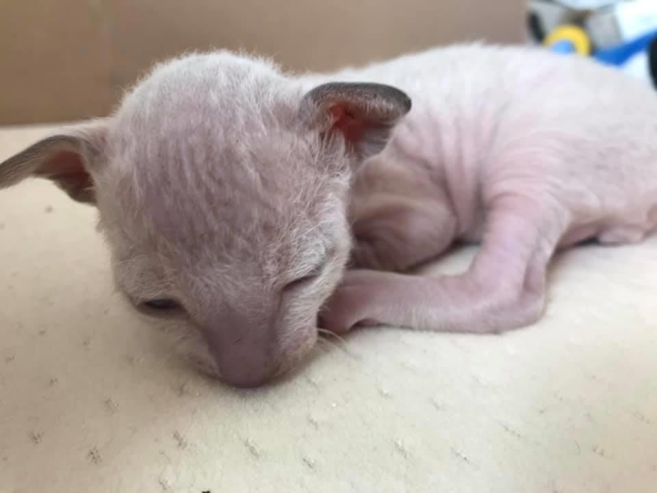 Cornish Rex DK*Pixiepaws Monty Green billede 9