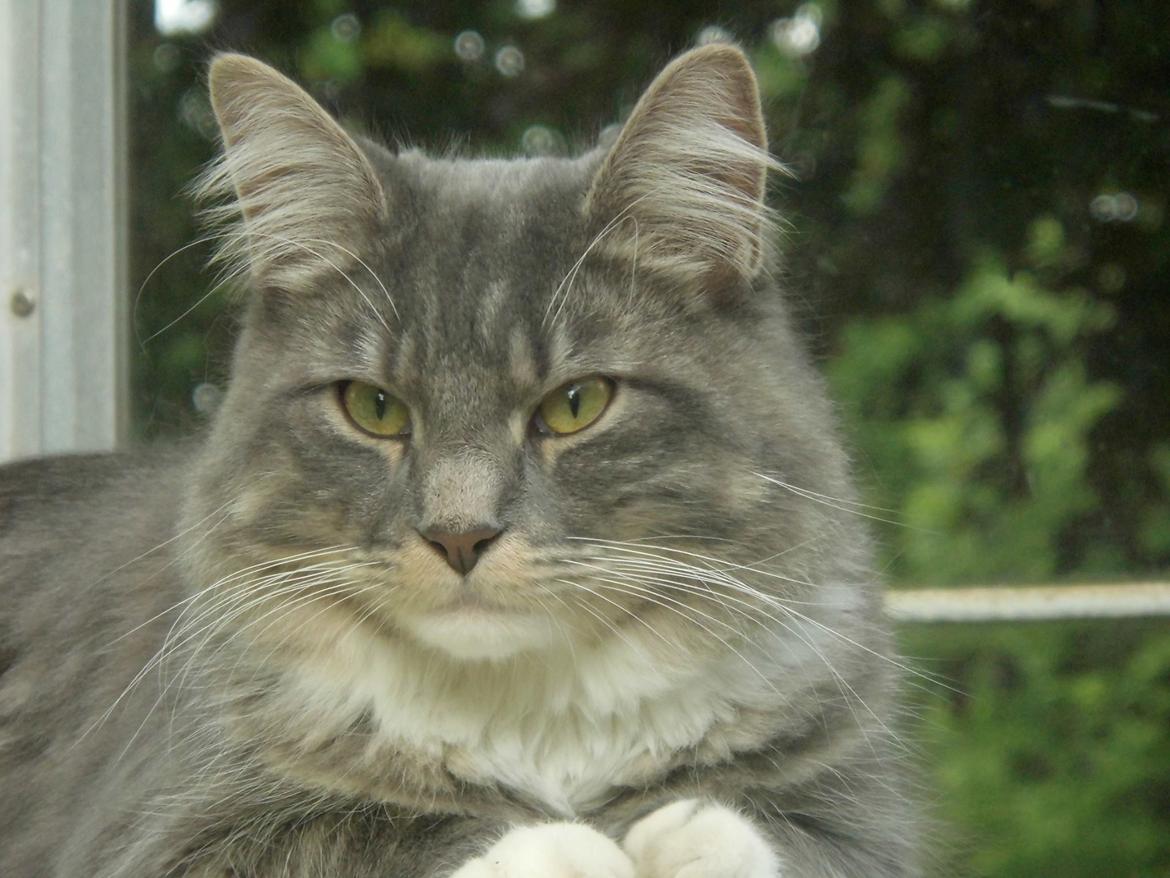 Maine Coon Rasmus billede 1