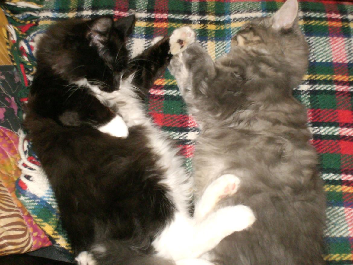 Maine Coon Rasmus billede 2