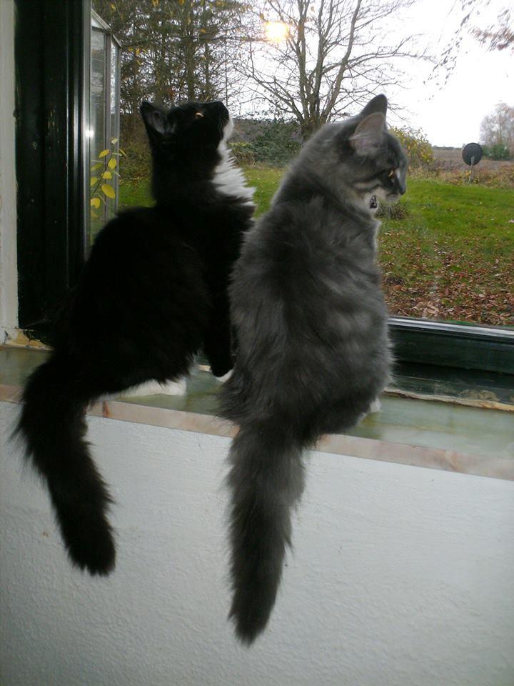 Maine Coon Rasmus billede 3