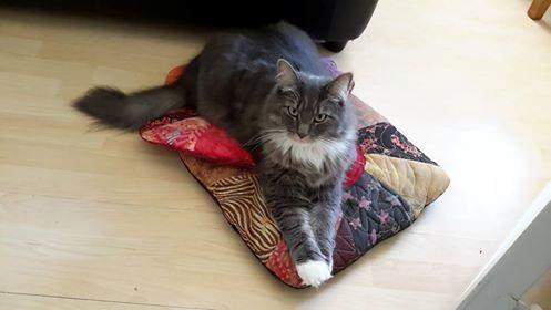 Maine Coon Rasmus billede 4