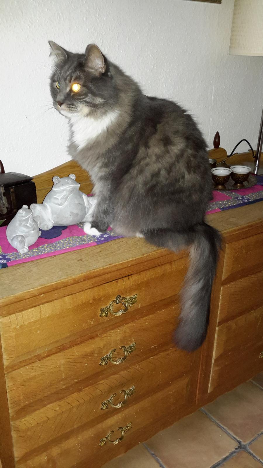 Maine Coon Rasmus billede 5