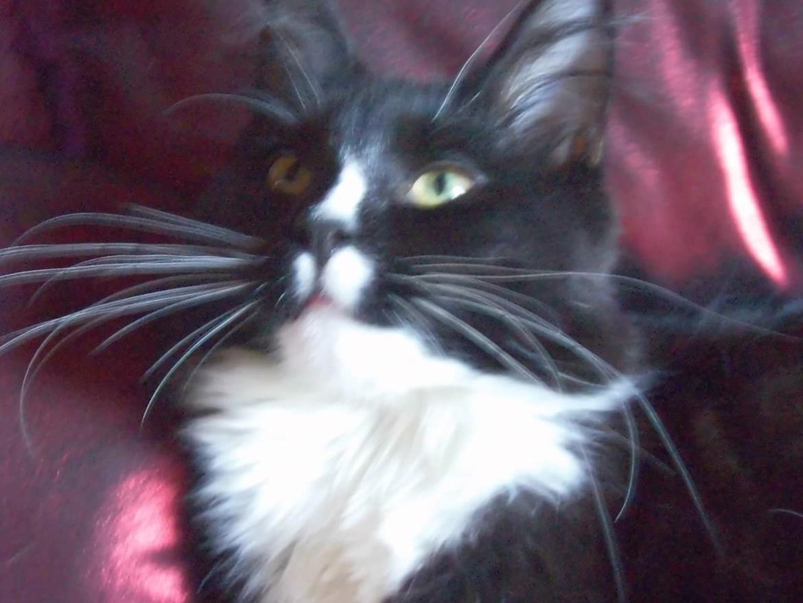 Maine Coon Romeo billede 1