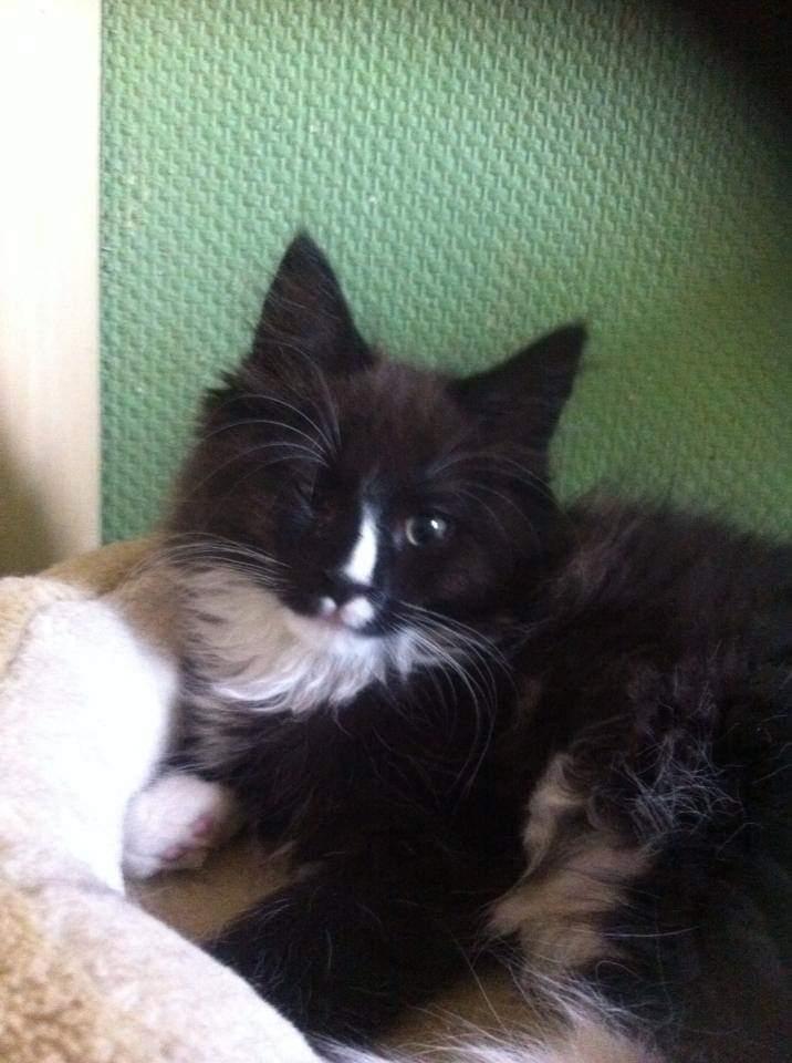 Maine Coon Romeo billede 2