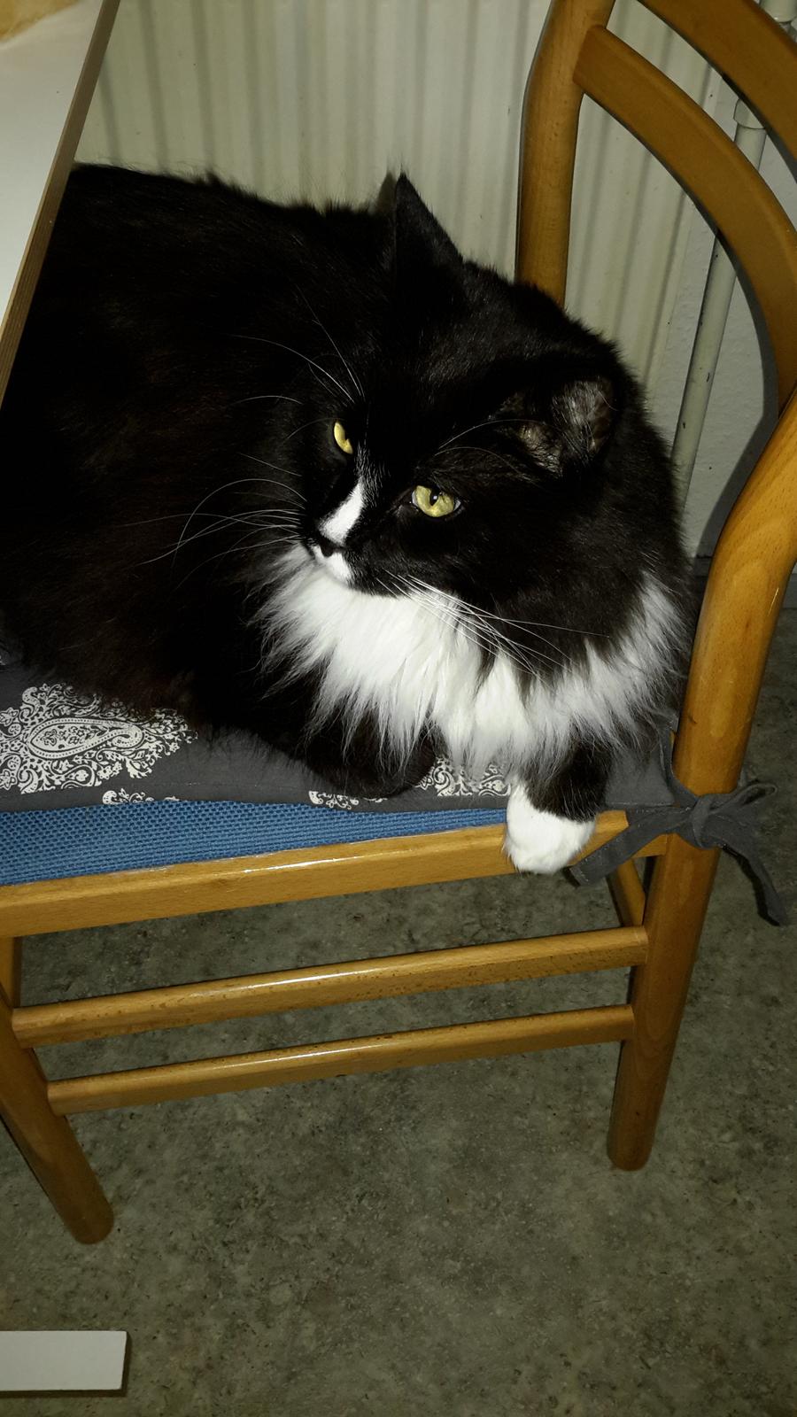 Maine Coon Romeo billede 3