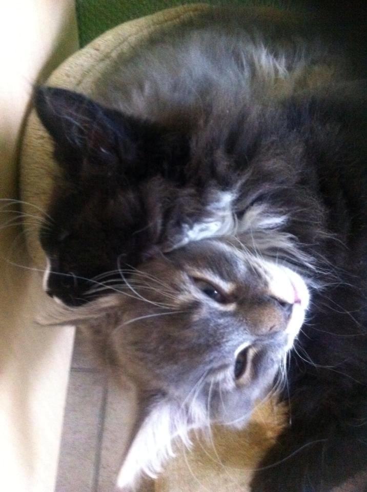 Maine Coon Romeo billede 4