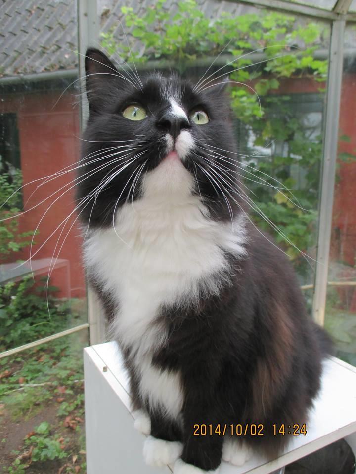 Maine Coon Romeo billede 5