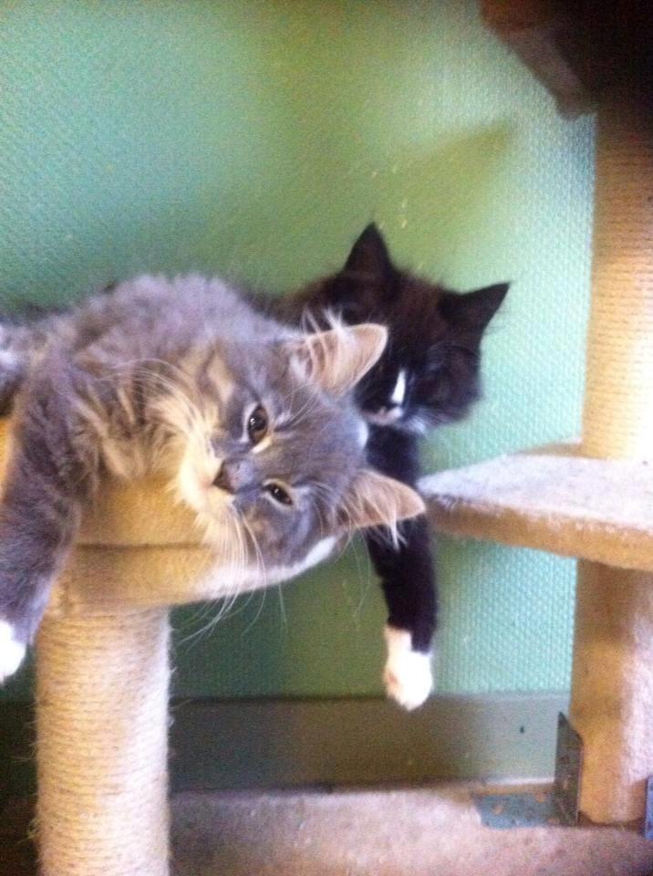 Maine Coon Romeo billede 6