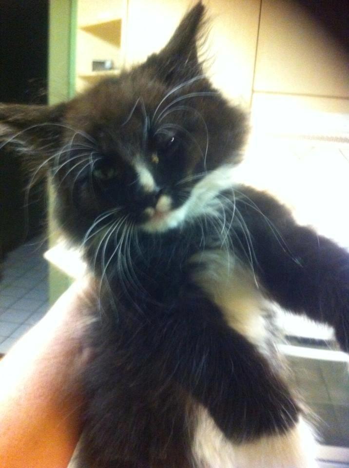 Maine Coon Romeo billede 7