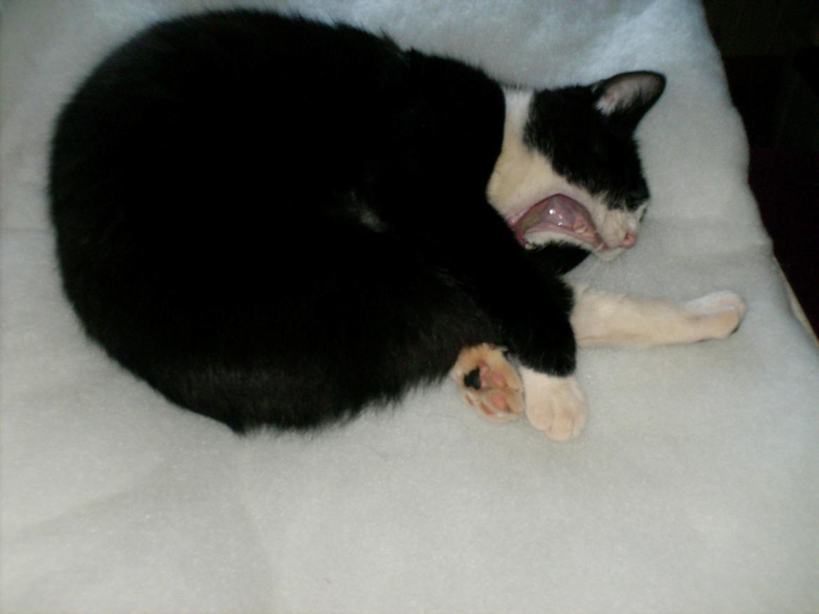 Huskat Babie billede 6