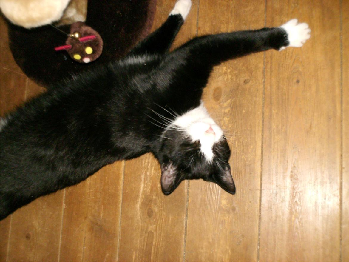 Huskat Babie billede 7