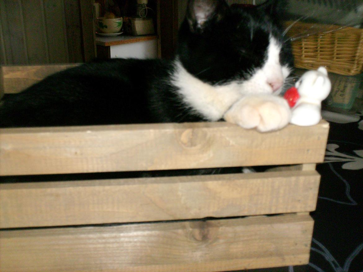 Huskat Babie billede 8